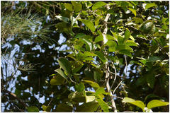 Salacia chinensis
